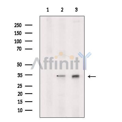 PGAM5 Antibody -DF13355