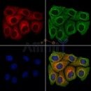 Endomucin Antibody -DF13357