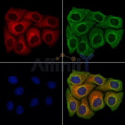 Endomucin Antibody -DF13357