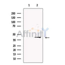 DNase II Antibody -DF13359