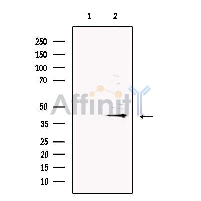 DNase II Antibody -DF13359