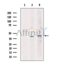 DFFB Antibody -DF13360