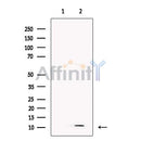 PPBP Antibody -DF13361
