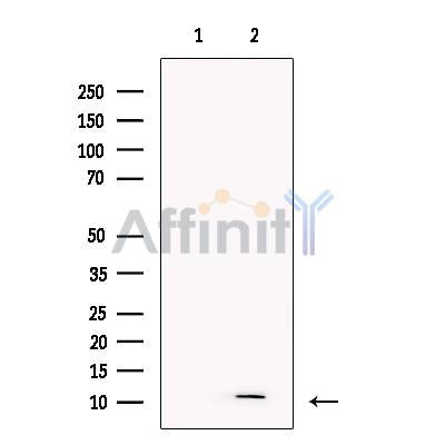 PPBP Antibody -DF13361
