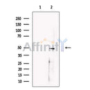 FOXA2 Antibody -DF13363