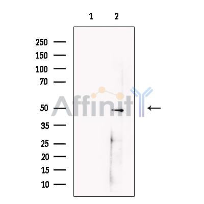 FOXA2 Antibody -DF13363