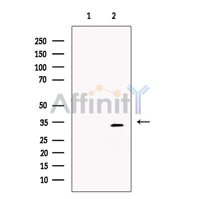 XLF Antibody -DF13366