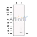 Dermcidin Antibody -DF13367