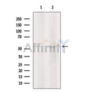 GLRA2 Antibody -DF13373