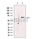 Glypican 2 Antibody -DF13374