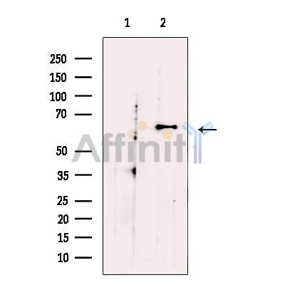 Glypican 2 Antibody -DF13374