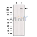 Spt6 Antibody -DF13376