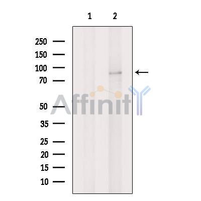 SV2A Antibody -DF13377