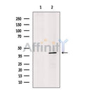 Synaptotagmin Antibody -DF13380