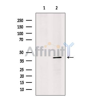 Synaptotagmin Antibody -DF13380