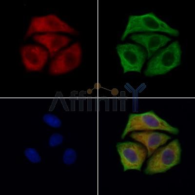 Ribosomal Protein S29 Antibody -DF13381