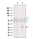 Nociceptin Antibody -DF13385