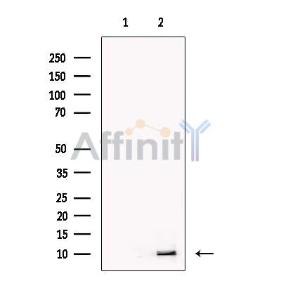 Pancreatic Polypeptide Antibody -DF13387