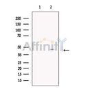 DAP3 Antibody -DF13390