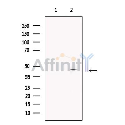 DAP3 Antibody -DF13390