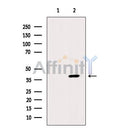 CD1a Antibody -DF13391