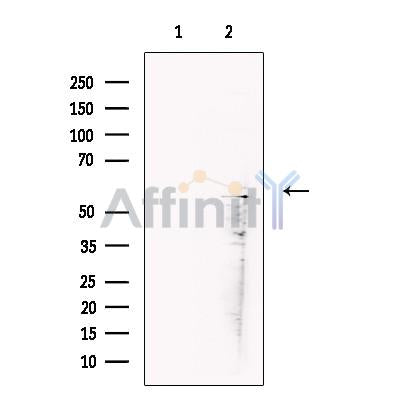PP2C alpha Antibody -DF13395