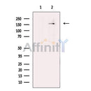 BCL9 Antibody -DF13396