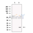 HBZ Antibody -DF13400
