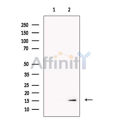 HBZ Antibody -DF13400