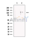 Slingshot homolog 1 Antibody -DF13402
