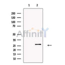 Surfactant Protein A Antibody -DF13404
