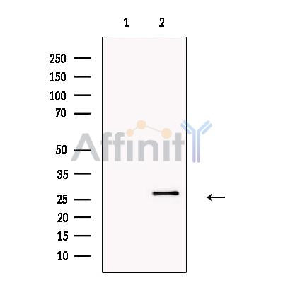 Surfactant Protein A Antibody -DF13404