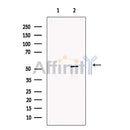 Factor VII Antibody -DF13406