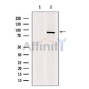 SLC26A4 Antibody -DF13409