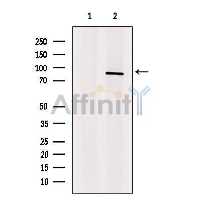 SLC26A4 Antibody -DF13409
