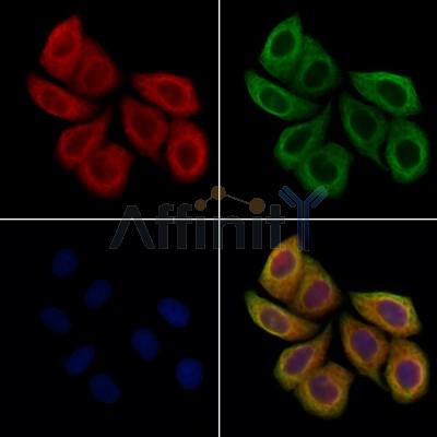 PLVAP Antibody -DF13415