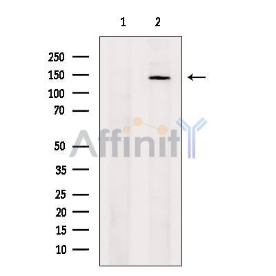 Exportin-5 Antibody -DF13416