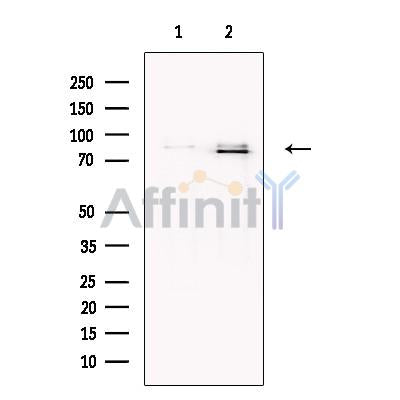 MUM1 Antibody -DF13418