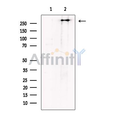 Polycystin 1 Antibody -DF13419