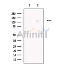 PDE11A Antibody -DF13421