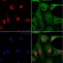 FKBP25 Antibody -DF13423