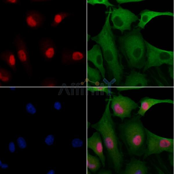 FKBP25 Antibody -DF13423