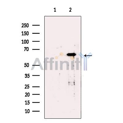 TBL1 Antibody -DF13425
