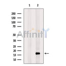 RPS16 Antibody -DF13428