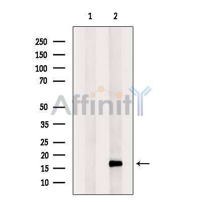 RPS16 Antibody -DF13428