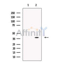 MafA Antibody -DF13429