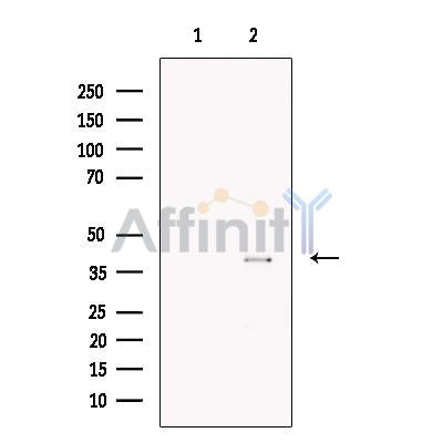 Wnt3 Antibody -DF13430