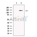Caspr2 Antibody -DF13431