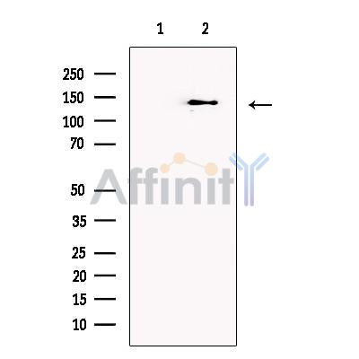 Caspr2 Antibody -DF13431
