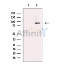 iASPP Antibody -DF13432